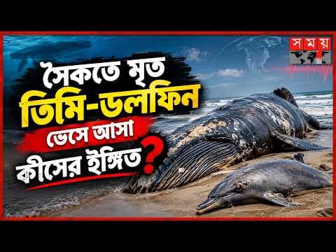 সৈকতে মৃত তিমি-ডলফিন ভেসে আসে কেন?