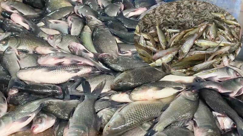 ছবিতে সরবরাহ বাড়ায় বাজারে কমেছে মাছের দাম সংক্রান্ত দৃশ্য