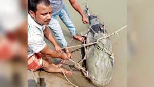ব্রহ্মপুত্রে জেলের জালে ধরা পড়ল ৯০ কেজির বাঘাইড়, বিক্রি কত টাকায়? ছবিতে ব্রহ্মপুত্রে জেলের জালে ধরা পড়ল ৯০ কেজির বাঘাইড়, বিক্রি কত টাকায়? সংক্রান্ত দৃশ্য