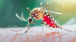ডেঙ্গুতে গেল ৯ জনের প্রাণ, হাসপাতালে ভর্তি ১৯৮২ ডেঙ্গুতে গেল ৯ জনের প্রাণ, হাসপাতালে ভর্তি ১৯৮২