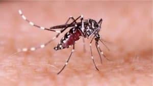ডেঙ্গুতে আরও ৫ জনের মৃত্যু, হাসপাতালে ১৯২০ ছবিতে ডেঙ্গুতে আরও ৫ জনের মৃত্যু, হাসপাতালে ১৯২০ সংক্রান্ত দৃশ্য
