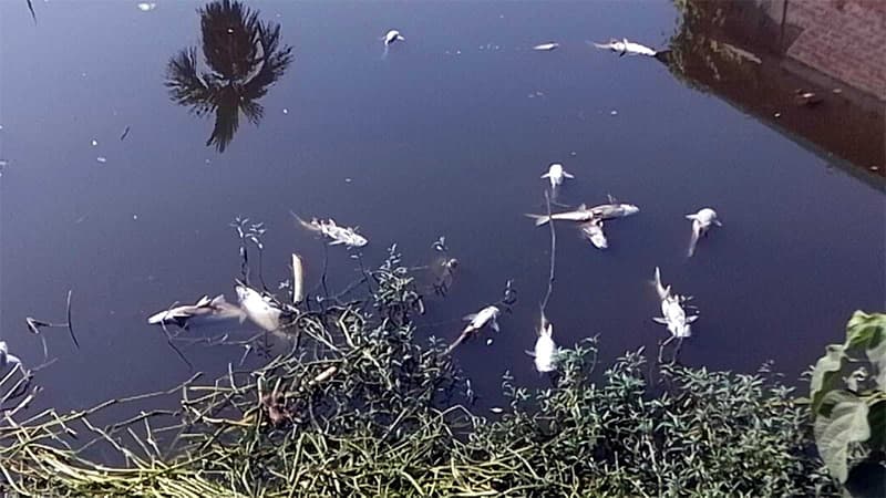 গ্যাস ট্যাবলেটে ৪৫ মণ মাছ নিধন, দিশেহারা চাষি গ্যাস ট্যাবলেটে ৪৫ মণ মাছ নিধন, দিশেহারা চাষি