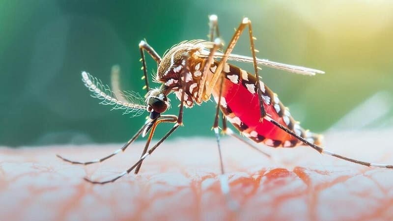 ডেঙ্গুতে গেল ৯ জনের প্রাণ, হাসপাতালে ভর্তি ১৯৮২ ডেঙ্গুতে গেল ৯ জনের প্রাণ, হাসপাতালে ভর্তি ১৯৮২