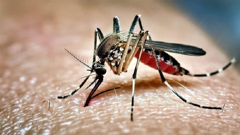 ডেঙ্গুতে আরও পাঁচ জনের মৃত্যু, হাসপাতালে ১৯৩৫ ডেঙ্গুতে আরও পাঁচ জনের মৃত্যু, হাসপাতালে ১৯৩৫