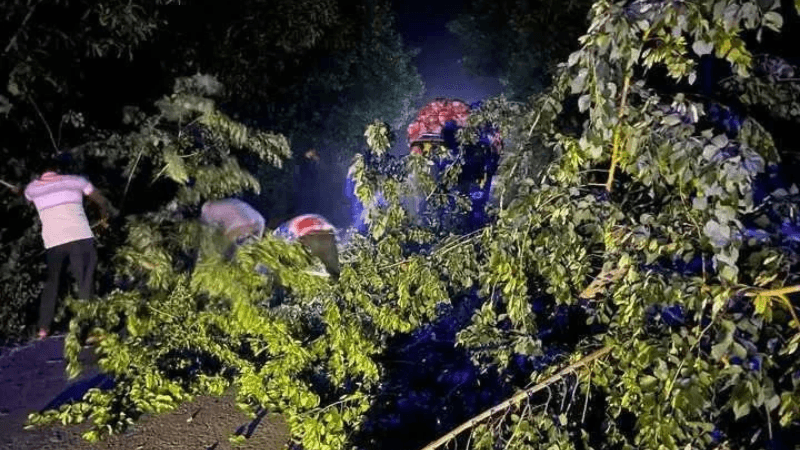 দিনাজপুরে সড়কে গাছ ফেলে ডাকাতি, ৪ গাড়িতে ভাঙচুর-লুটপাট দিনাজপুরে সড়কে গাছ ফেলে ডাকাতি, ৪ গাড়িতে ভাঙচুর-লুটপাট