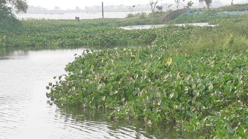 বিলীনের পথে মৌলভীবাজারের বিলগুলো, হুমকির মুখে ১৪৩ প্রজাতির দেশীয় মাছ বিলীনের পথে মৌলভীবাজারের বিলগুলো, হুমকির মুখে ১৪৩ প্রজাতির দেশীয় মাছ