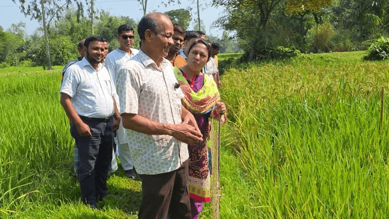 ২৫ জাতের ধান উদ্ভাবন করেও মেলেনি সরকারি স্বীকৃতি ২৫ জাতের ধান উদ্ভাবন করেও মেলেনি সরকারি স্বীকৃতি