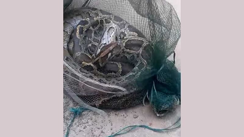 বিলে জেলের জালে ১৩ ফুটের অজগর আটকা বিলে জেলের জালে ১৩ ফুটের অজগর আটকা