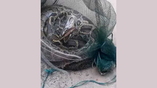 বিলে জেলের জালে ১৩ ফুটের অজগর আটকা বিলে জেলের জালে ১৩ ফুটের অজগর আটকা