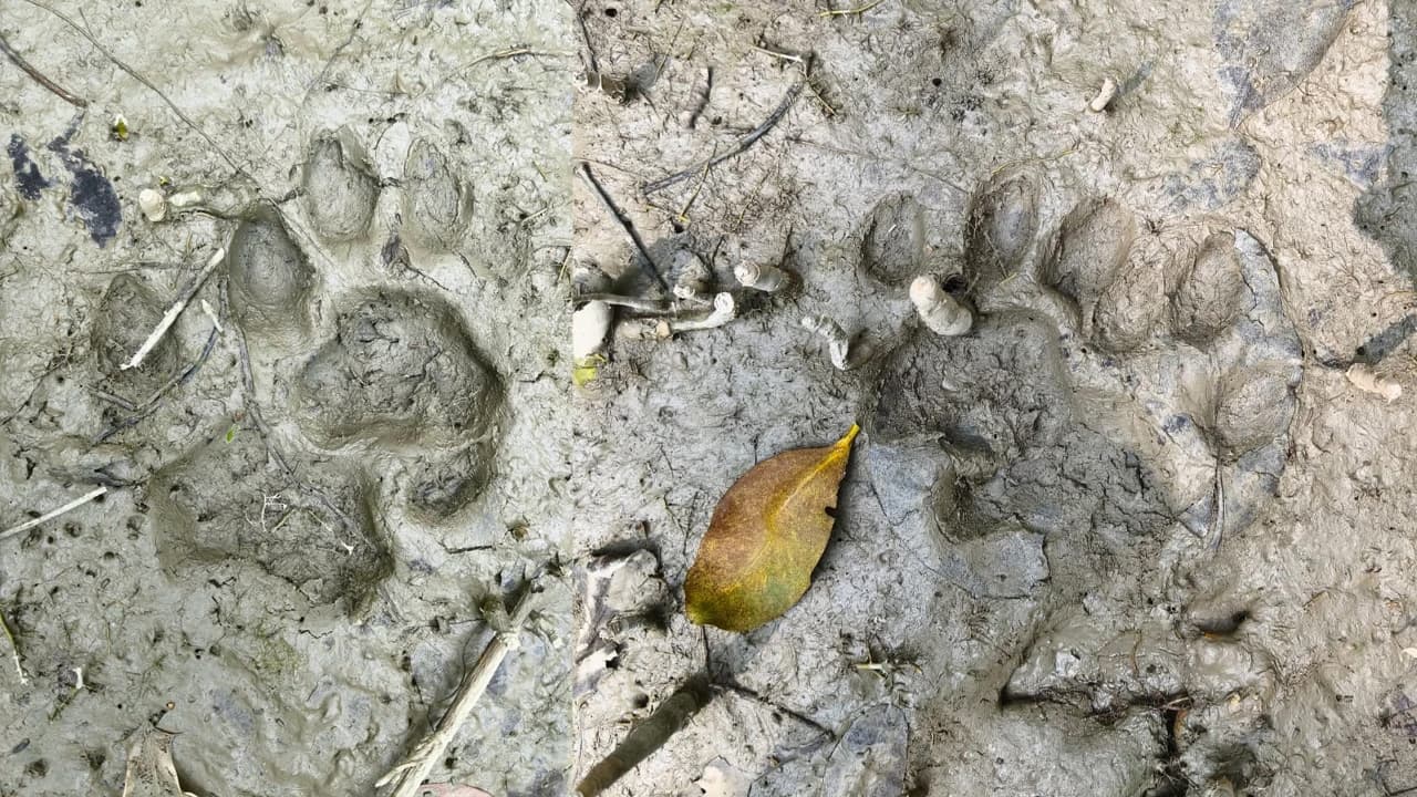 বাঘের পায়ের ছাপ দেখে শরণখোলায় আতঙ্ক-মাইকিং বাঘের পায়ের ছাপ দেখে শরণখোলায় আতঙ্ক-মাইকিং