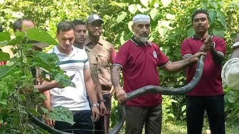 টেকনাফে বসতঘর থেকে উদ্ধার কিং কোবরা, আতঙ্ক টেকনাফে বসতঘর থেকে উদ্ধার কিং কোবরা, আতঙ্ক