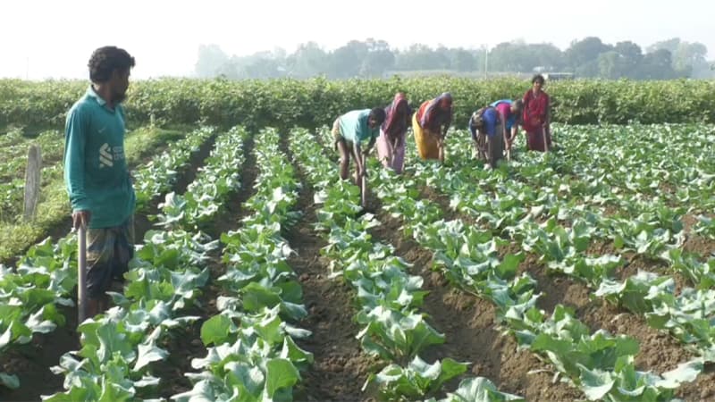 সবজি থেকে অধিক লাভের আশায় কৃষকদের ব্যস্ততা সবজি থেকে অধিক লাভের আশায় কৃষকদের ব্যস্ততা
