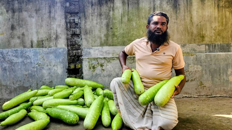 বাম্পার ফলনেও দাম নেই, পঞ্চগড়ে ক্ষেতের লাউ গরুকে খাওয়াচ্ছেন কৃষক বাম্পার ফলনেও দাম নেই, পঞ্চগড়ে ক্ষেতের লাউ গরুকে খাওয়াচ্ছেন কৃষক